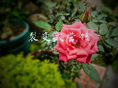 裂变式营销