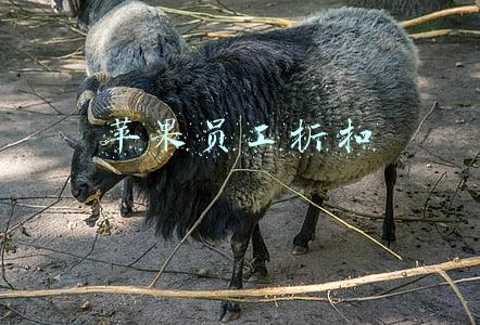 苹果员工折扣