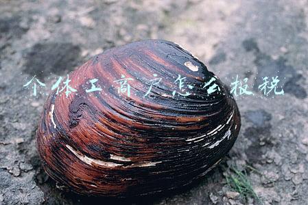 个体工商户怎么报税