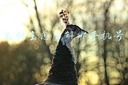 支付宝怎么解绑手机号