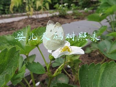 婴儿尺码对照表