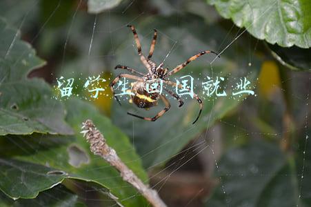 留学生回国就业