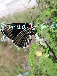 二手ipad怎么删除原id