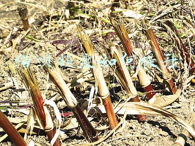 借呗额度如何提升至二十万(20万存余额宝，花呗借呗额度翻倍提升)