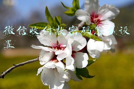 微信收付款密码怎么设置