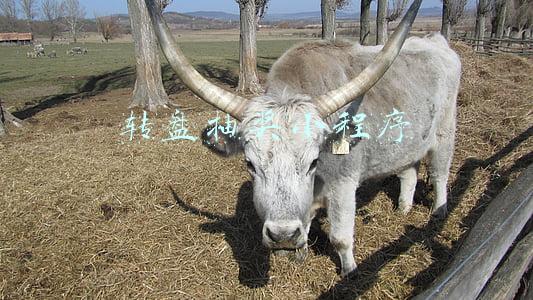 转盘抽奖小程序 转盘抽奖小程序