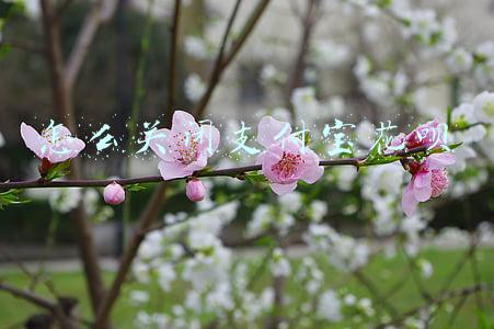 怎么关闭支付宝花呗