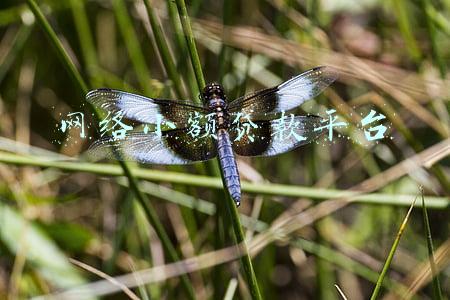 网络小额贷款平台