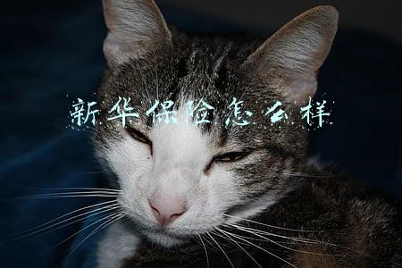 新华保险怎么样