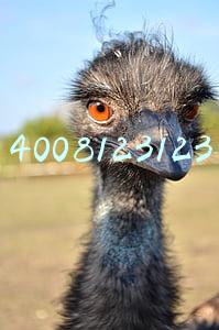 4008123123