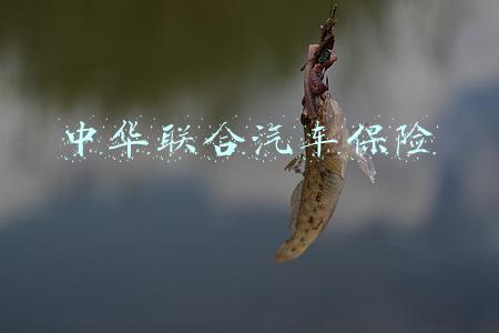 中华联合汽车保险