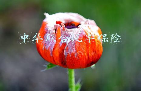 中华联合汽车保险