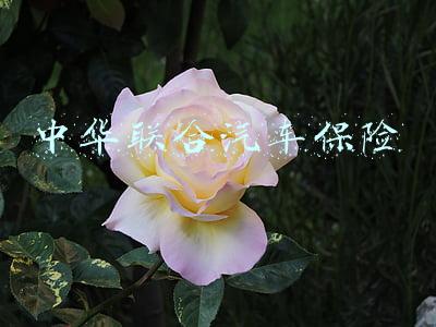 中华联合汽车保险公司电话(“民之所望，政之所向”)