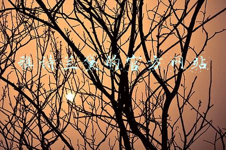 雅诗兰黛的官方网站