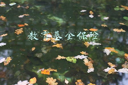 教育基金保险