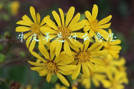 牛皮革是什么意思是不是真皮(“牛皮革”充当“头层牛皮”西安买家以消费欺诈索赔三倍赔偿)