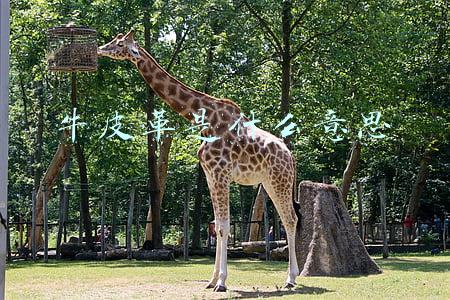 牛皮革是什么意思