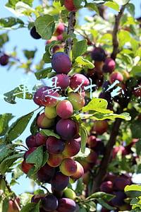 牛皮革是什么意思