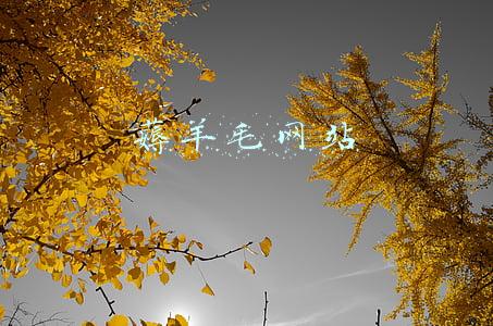 淘宝薅羊毛网站(元气森林被薅羊毛损失200多万，抖音群内已支持打开淘宝商品链接)