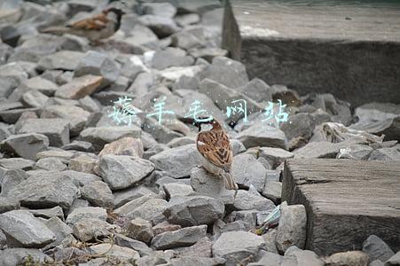 薅羊毛网站 薅羊毛网站