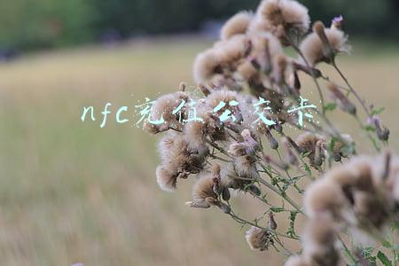 nfc充值公交卡 nfc充值公交卡