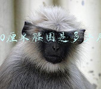 90厘米腰围是多少尺