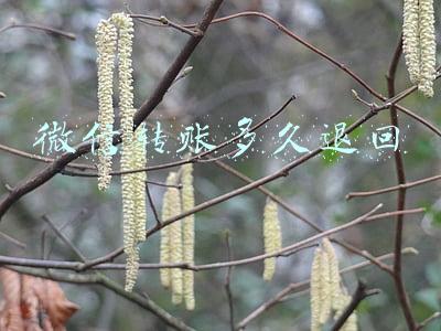 微信转账多久退回