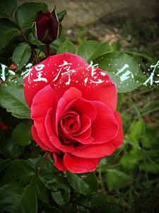 微信小程序怎么在电脑打开 微信小程序怎么在电脑打开