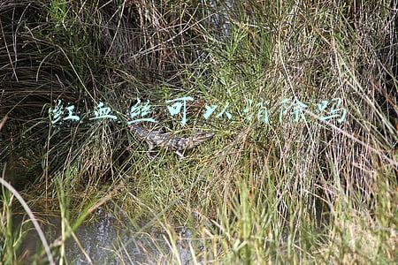 红血丝可以消除吗腿上(腿疼腿抽筋还在用钙片？不到三块钱治好腿抽筋，赶快收藏起来备用)