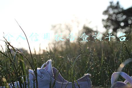 个人信用报告网上查询官网(查询信用报告 认清五种渠道)