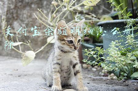 支付宝余额明细怎么删除