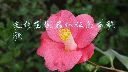 支付宝实名认证怎么解除 支付宝实名认证怎么解除