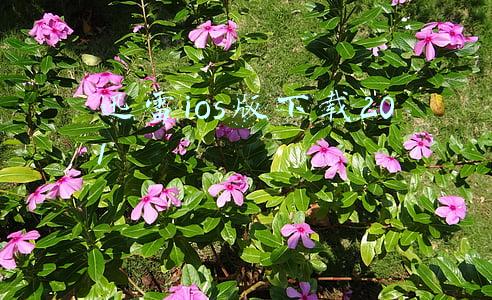 迅雷ios版下载201