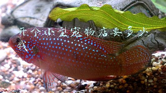 开一家宠物店大概需要投资多少钱;开宠物店需要多少资金