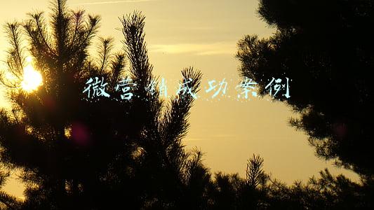 微营销成功案例