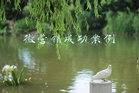 微营销成功案例