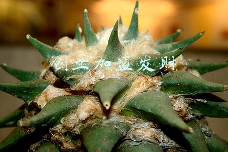 加盟创业开店(开店创业的新趋势——特许加盟)