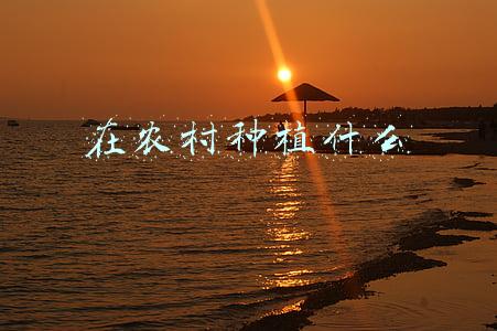 在农村种植什么