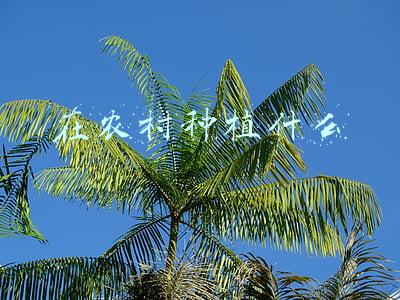 种植业什么最赚钱农村(搞养殖，这四种牧草都不错，一次种植多次收割，关键是牲畜都爱吃)