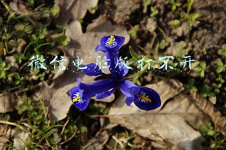 微信电脑版打不开公众号文章(PC端微信支持搜索公众号、小程序等内容)