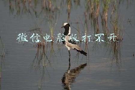 微信电脑版打不开