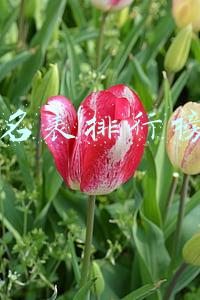 瑞士名表排行榜前20