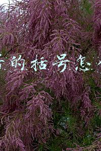 文号的括号怎么打