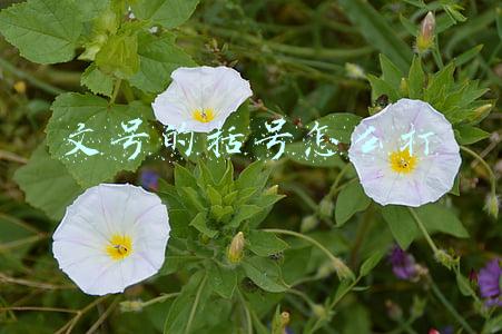 发文号的括号怎么打(公文写作字号要求)