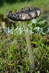 怎样制作视频短片