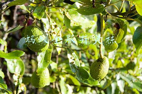 蚂蚁金服井贤栋 蚂蚁金服井贤栋