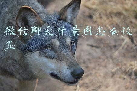 微信聊天背景图怎么设置 微信聊天背景图怎么设置