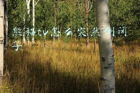 为什么熊猫tv关闭也不卖(熊猫tv怎么突然倒闭了，究竟是什么原因导致的)