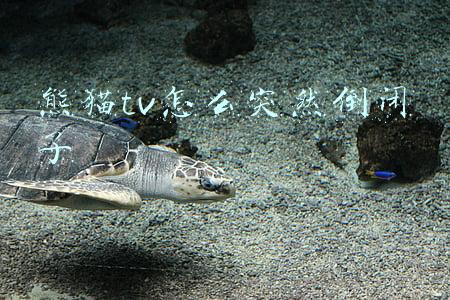 熊猫tv怎么突然倒闭了 熊猫tv怎么突然倒闭了