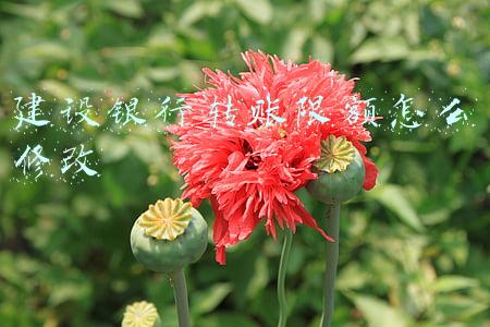 建设银行转账限额怎么修改2019(一文带你了解ATM机转账规则，转账有限额吗？)